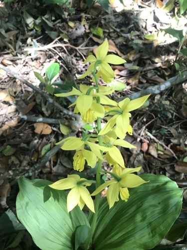 Halla striata calanthe (Calanthe striata)