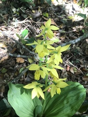 Calanthe striata