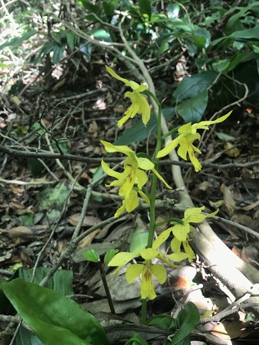 Calanthe striata, photograph 1