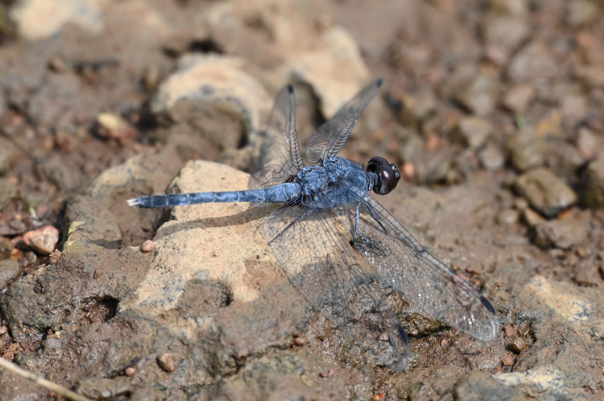 Konkan Rockdweller