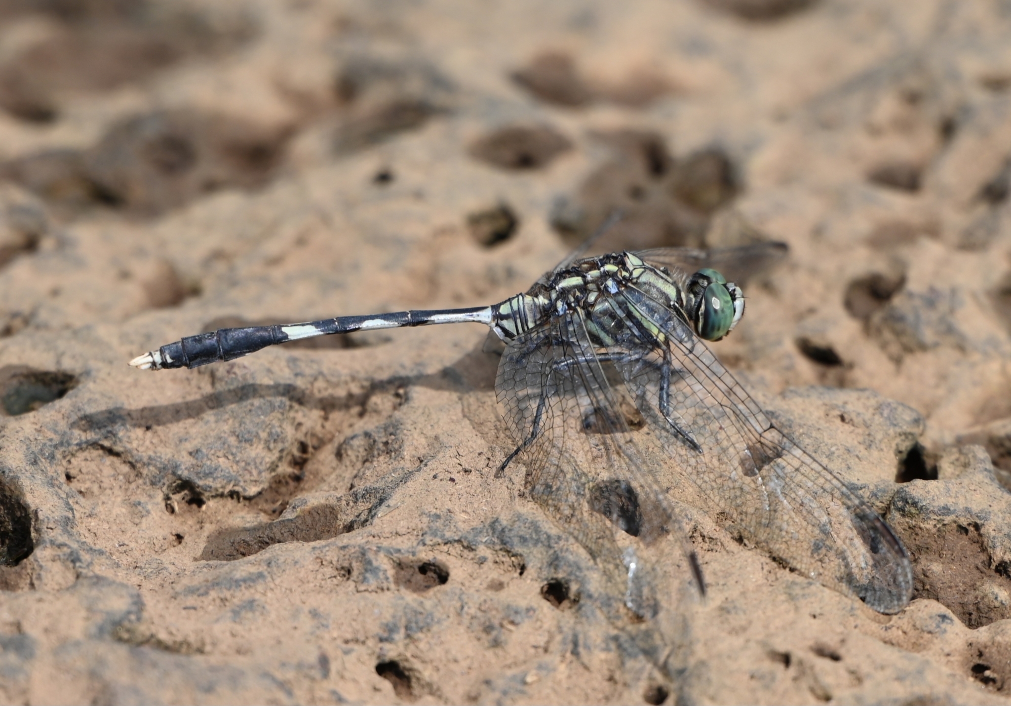 Slender Skimmer