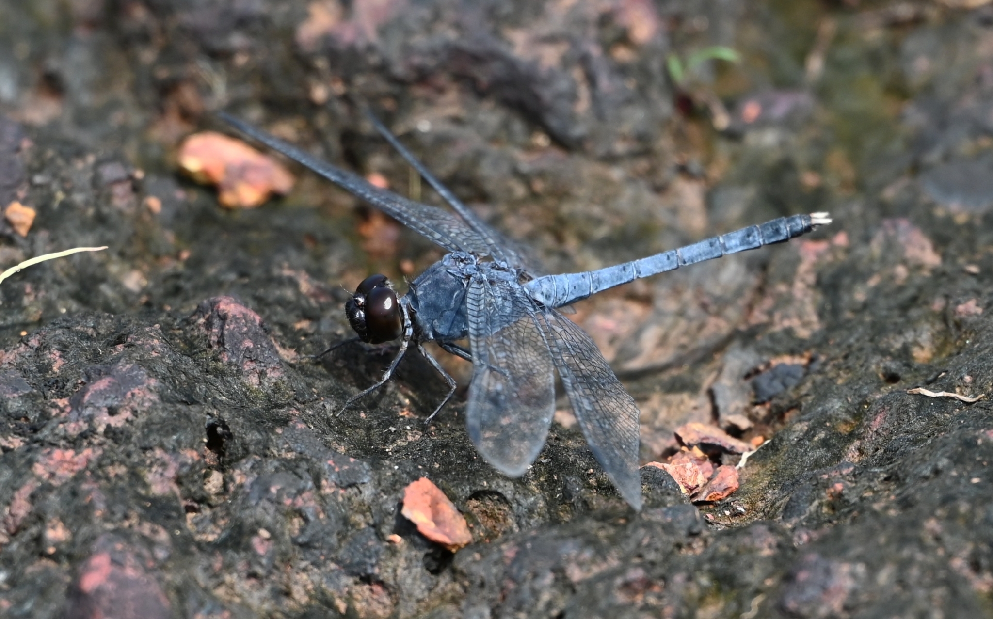Konkan Rockdweller