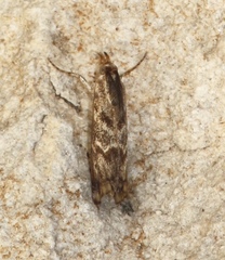 Prionapteryx indentella