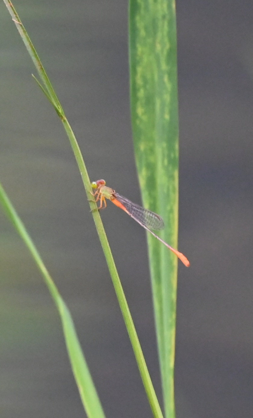 Orange-Tailed Marsh Dart