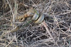Psammophis mossambicus