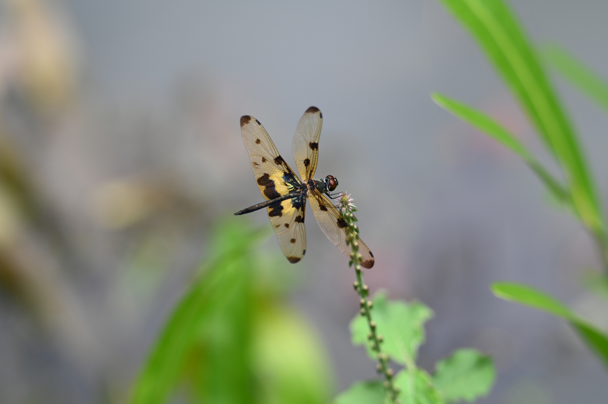 Common Picture Wing