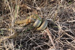 Psammophis mossambicus