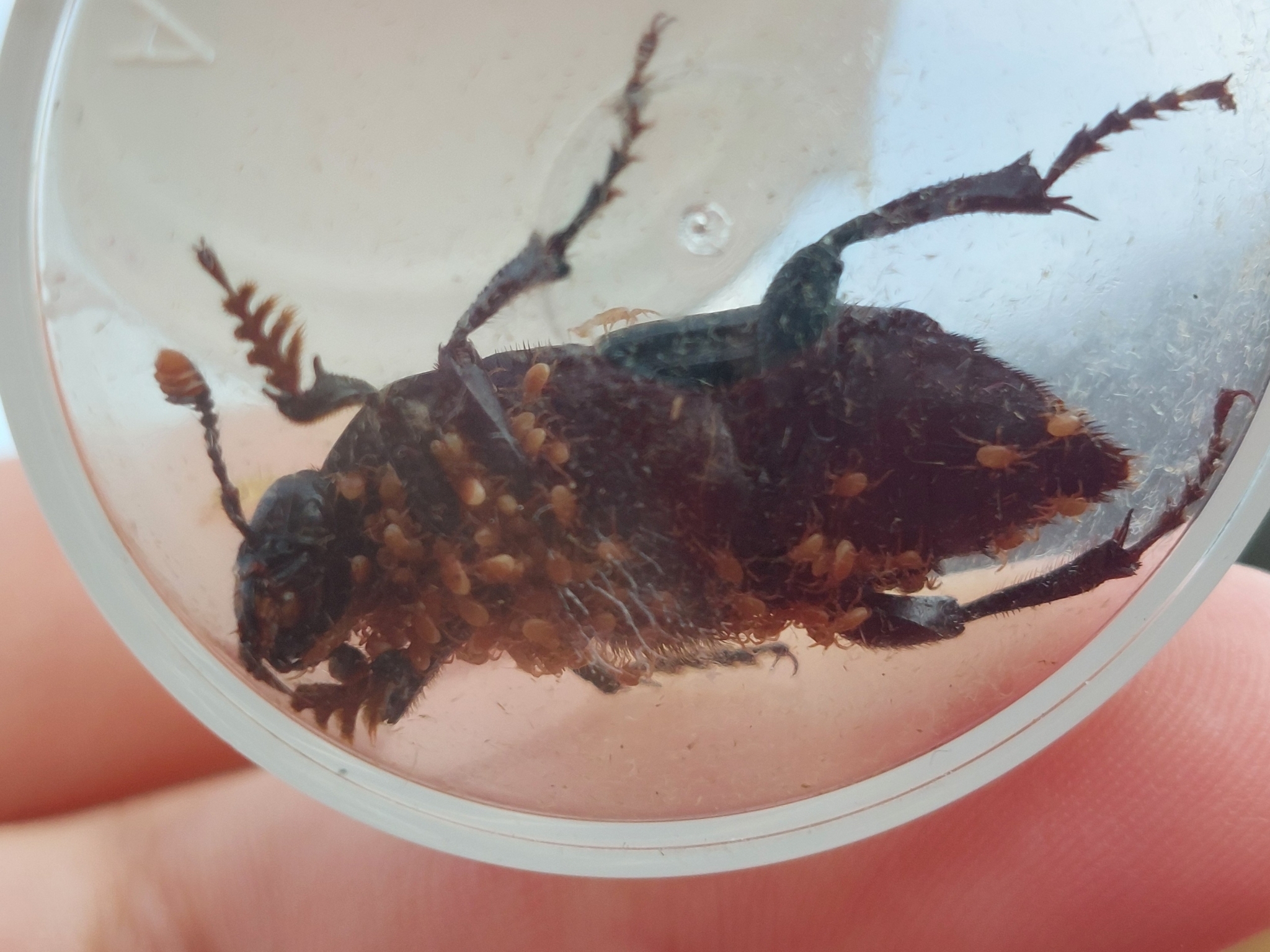 Poecilochirus G.Canestrini & R.Canestrini, 1882