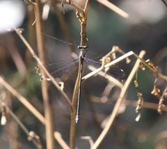 Chlorolestes tessellatus