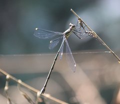 Chlorolestes tessellatus