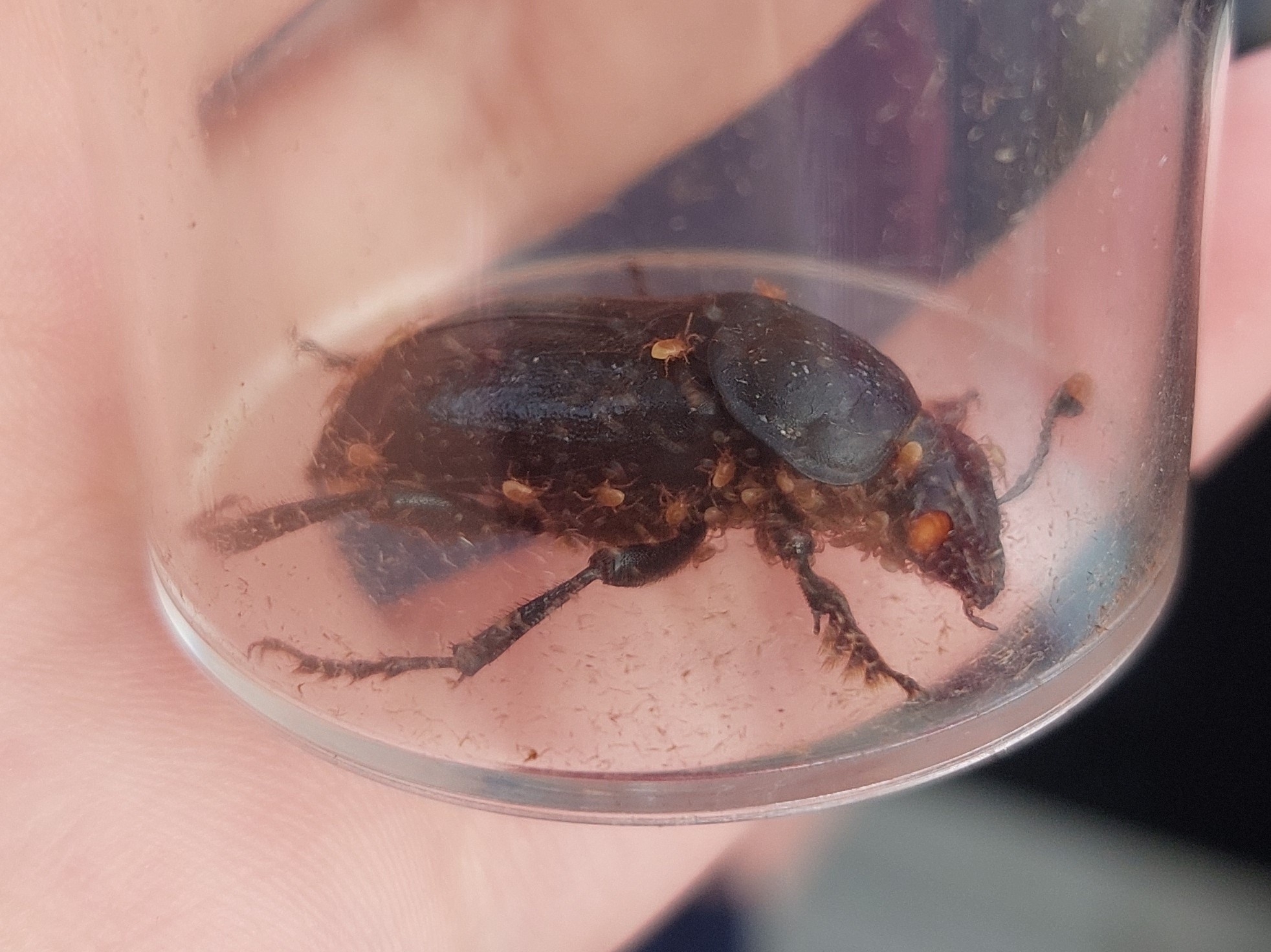Poecilochirus G.Canestrini & R.Canestrini, 1882