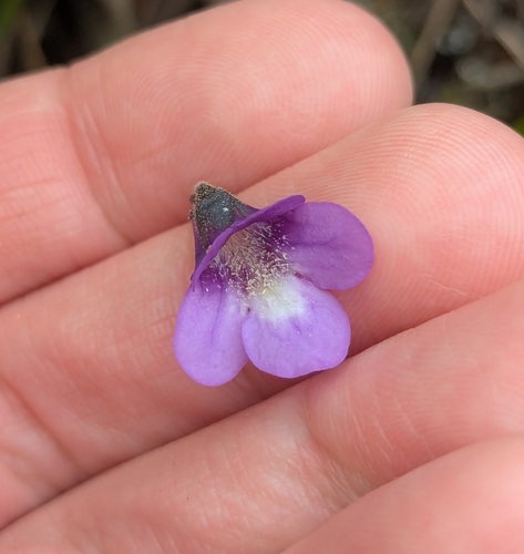 Pinguicula balcanica (Pinguicula balcanica)