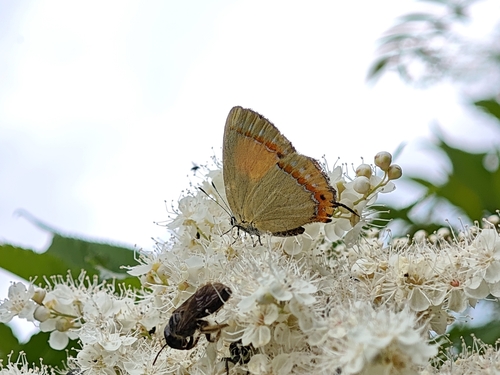 Ussuriana fani