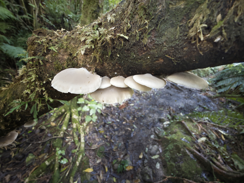 Conchomyces bursiformis · June 2025 · photo: © jeremy_rolfe (iNaturalist, cc-by)
