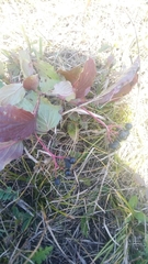 Cornus sanguinea