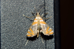 Nymphicula