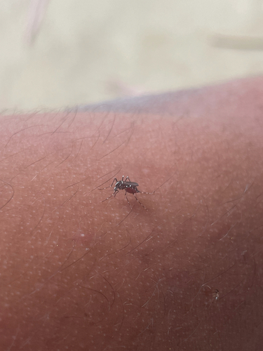 Asian Tiger Mosquito