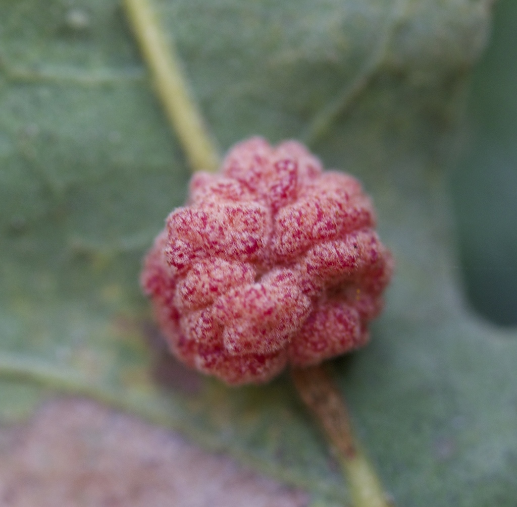 Convoluted Gall Wasp