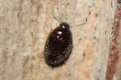 Limnichidae