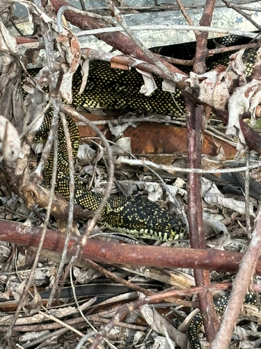 Diamond Python sighting