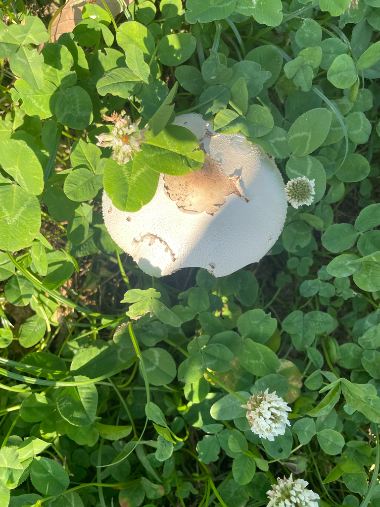 Chlorophyllum molybdites · June 2025 · photo: © bios_biota (iNaturalist, cc0)
