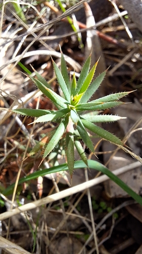 Styphelia humifusa, photograph 1