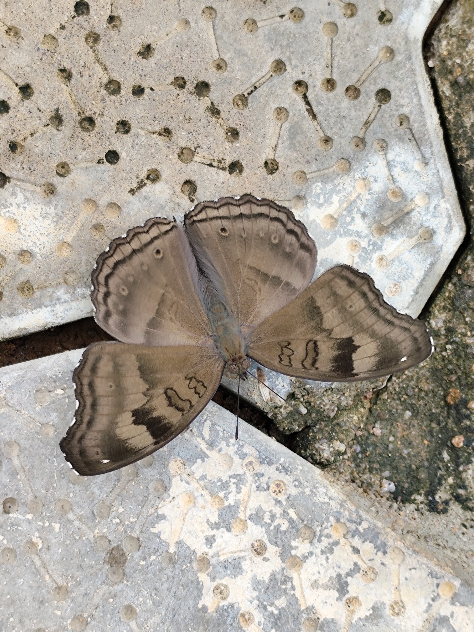 Chocolate Pansy