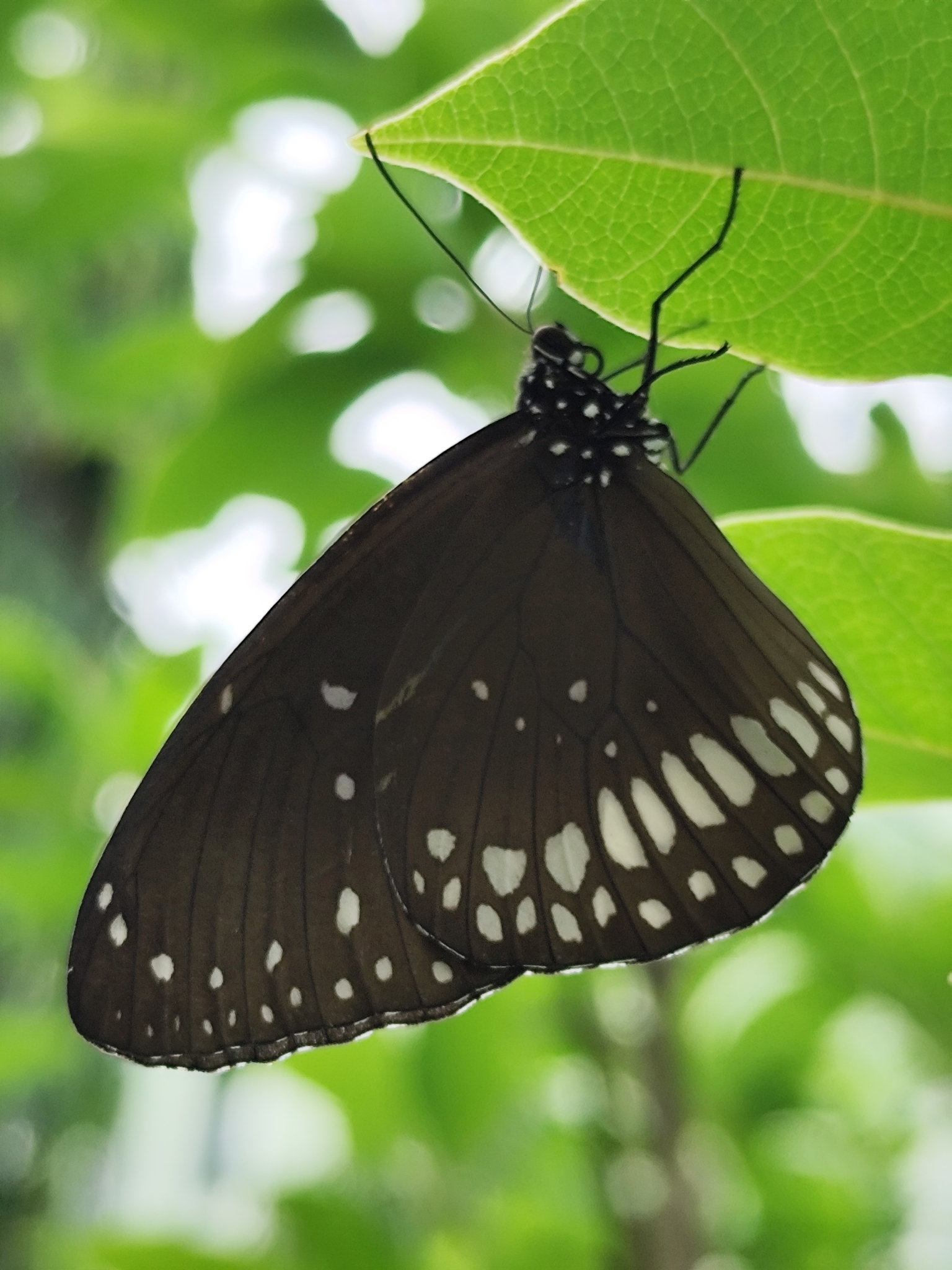 Common Crow