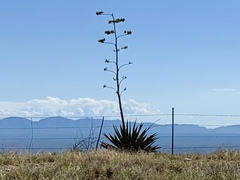 Agave palmeri