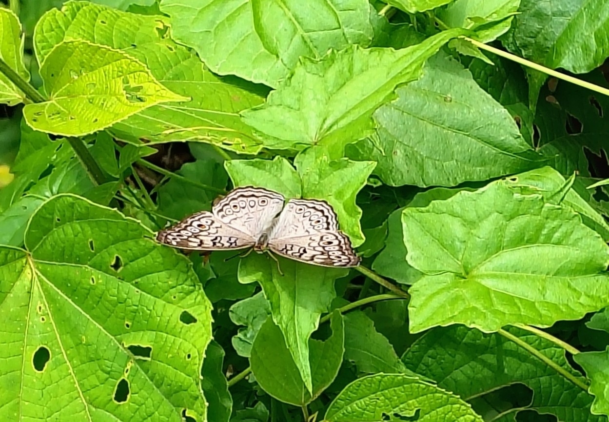 Grey Pansy