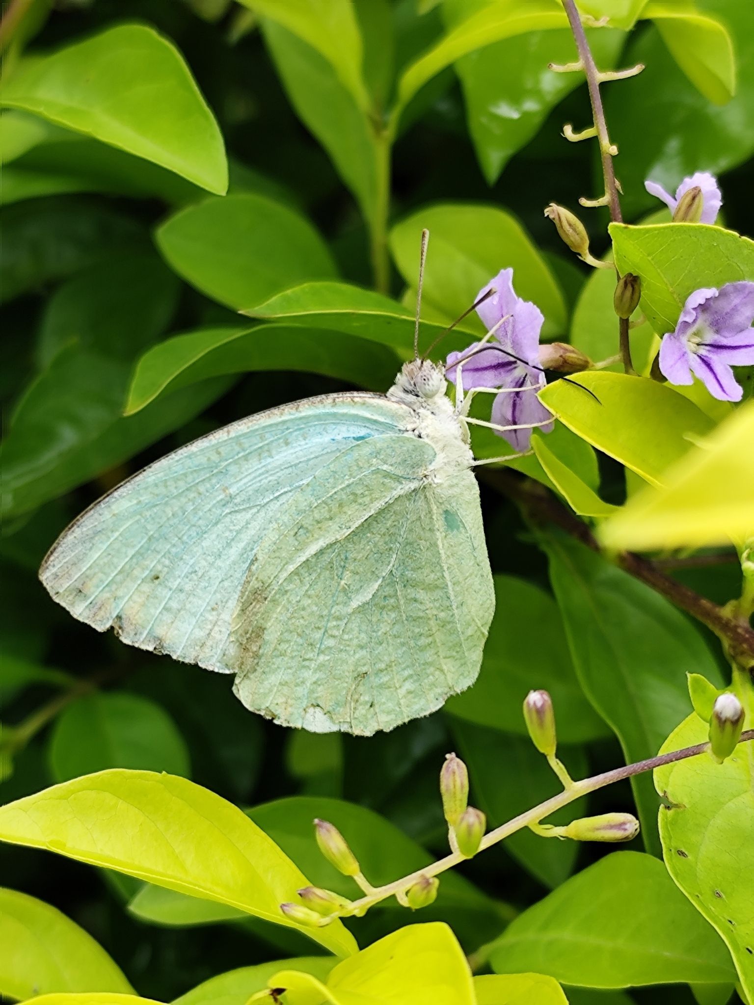 Mottled Emigrant