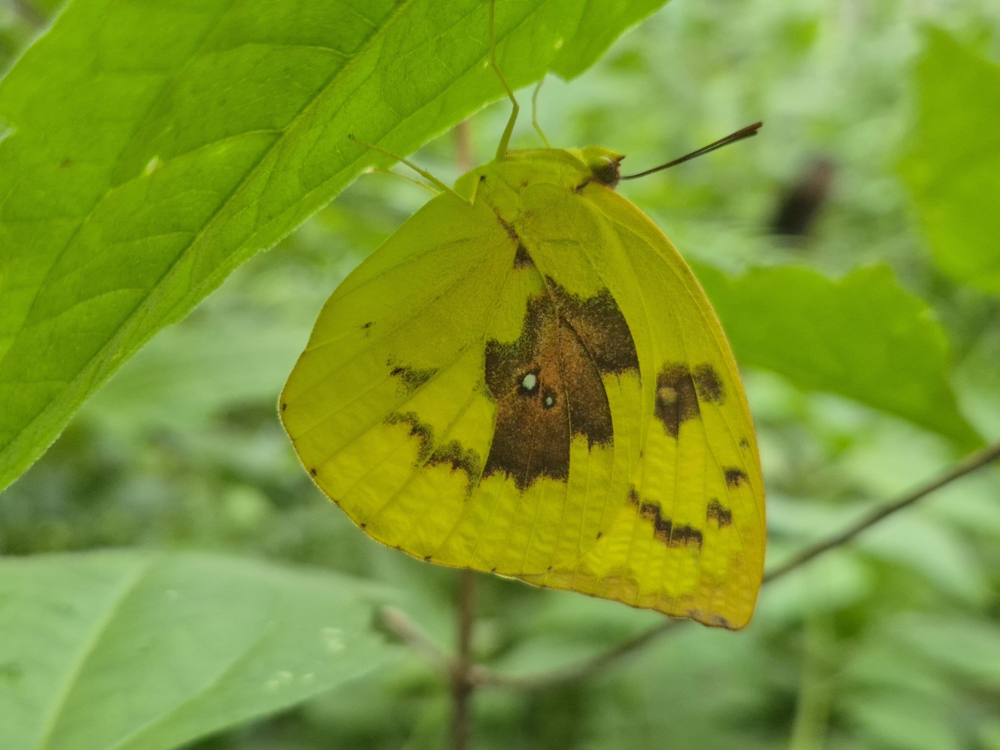 Lemon Emigrant