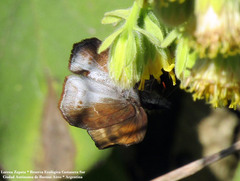 Theagenes dichrous