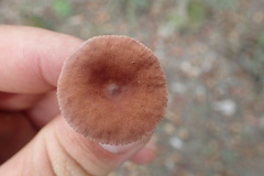 Lactarius rimosellus
