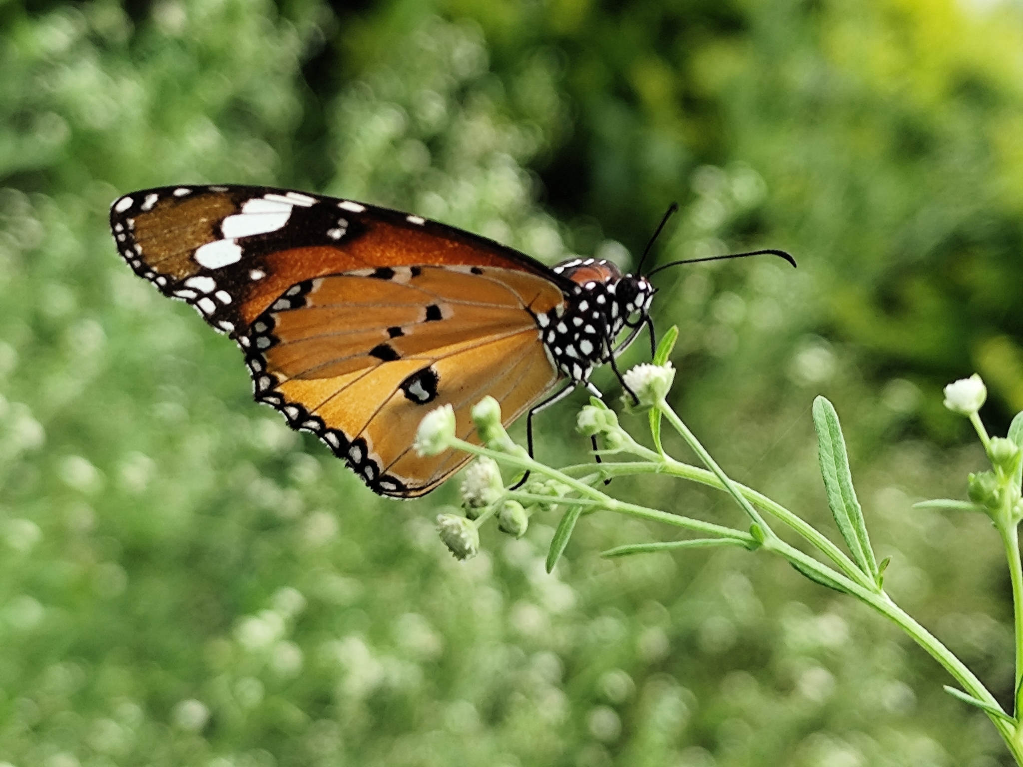 Plain Tiger