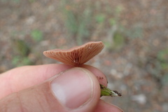 Lactarius rimosellus