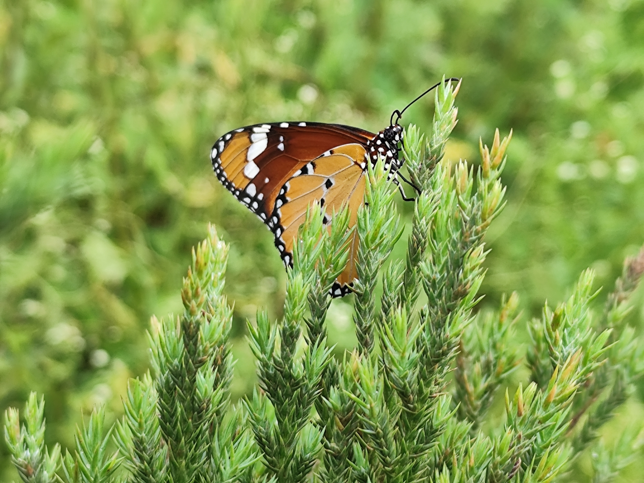 Plain Tiger
