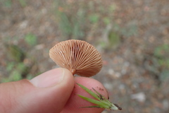 Lactarius rimosellus