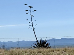 Agave palmeri