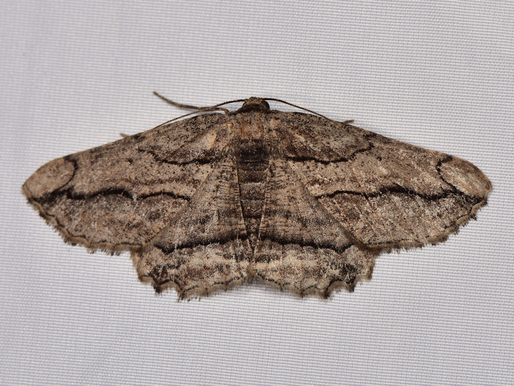Menophra berenicidaria