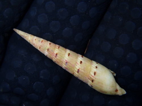 Hastula strigilata observed 2025-06-16