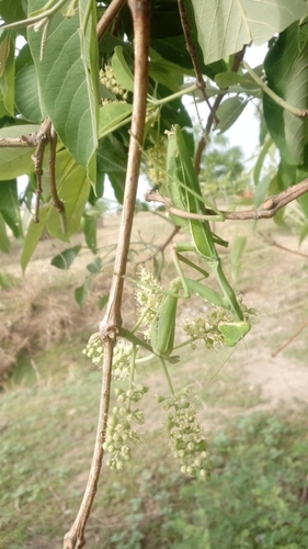 Giant African Mantis