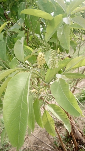 Combretum collinum