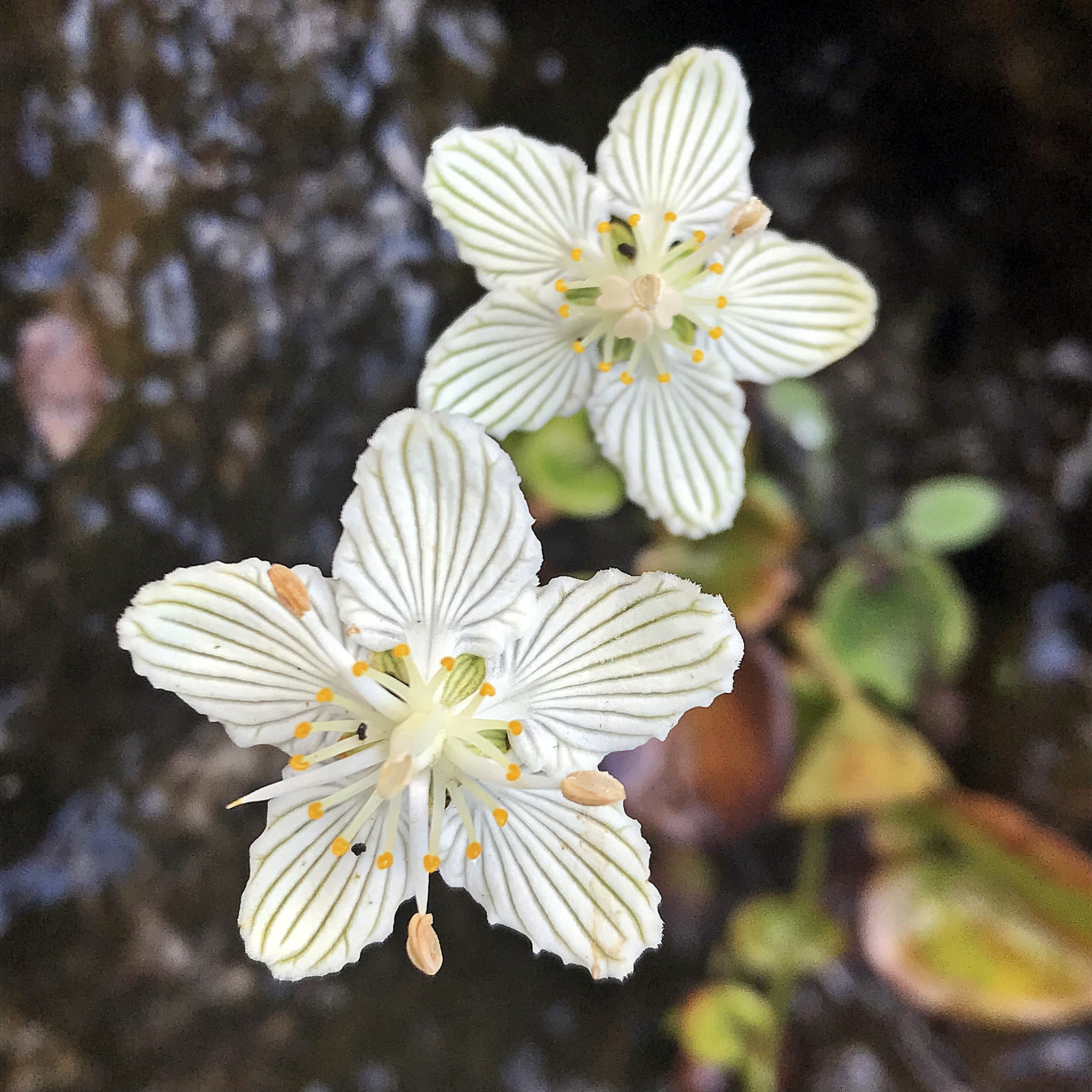 Parnassia asarifolia