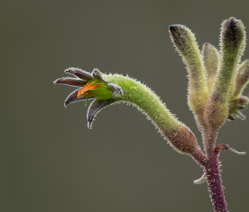 Anigozanthos flavidus