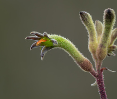 Anigozanthos flavidus