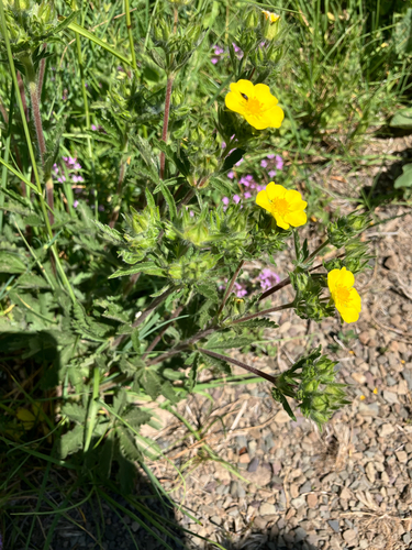 Hairy cinquefoil (Potentilla pedata)