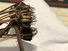 Oenanthe pimpinelloides