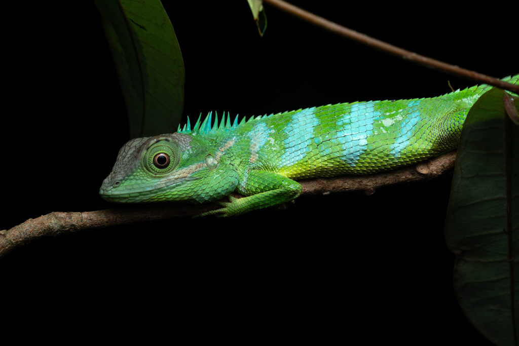 Srilanka Agama