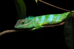Srilanka Agama photo 1